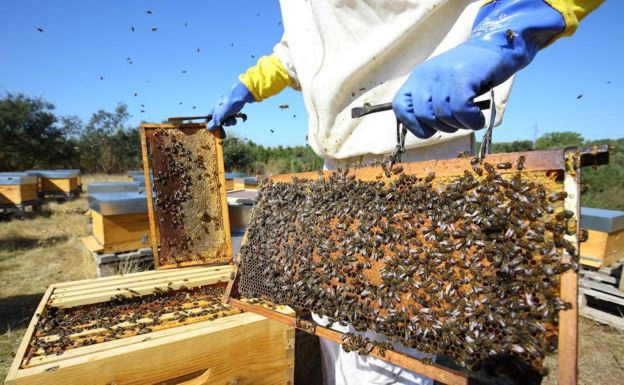 Panales de abejas en el Bierzo.