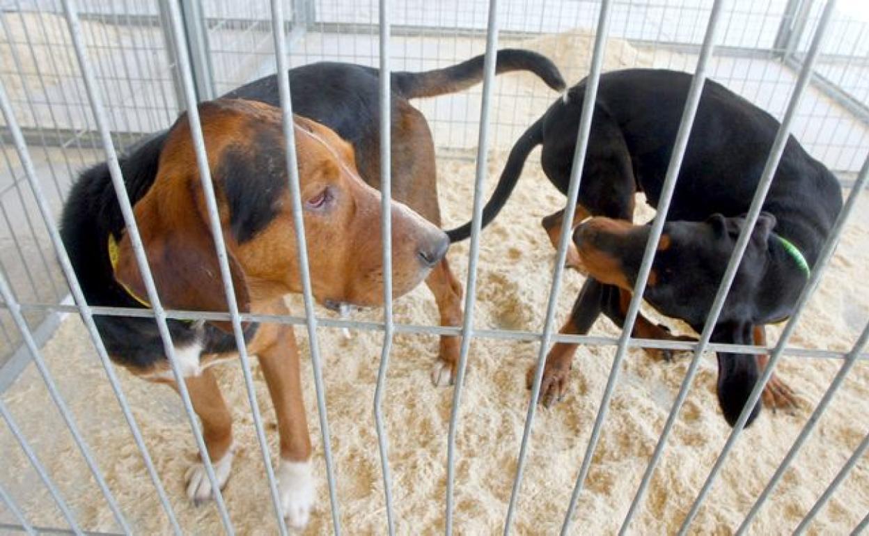 Imagen de archivo de una edición de la Feria de perros de Caza de Camponaraya.