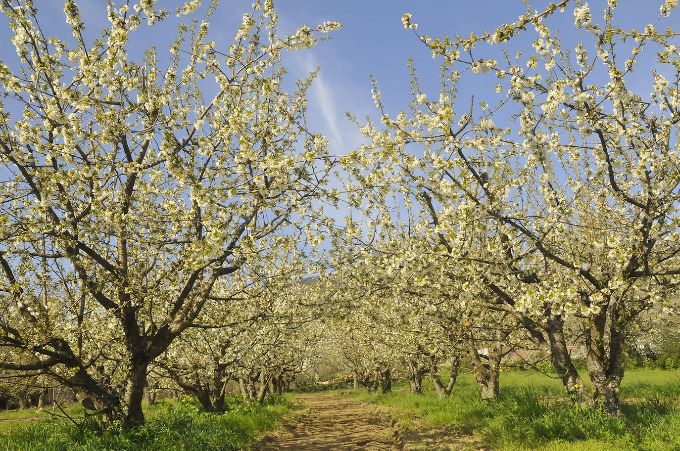 Un año más Corullón se viste de blanco para recibir la floración de sus cerezos