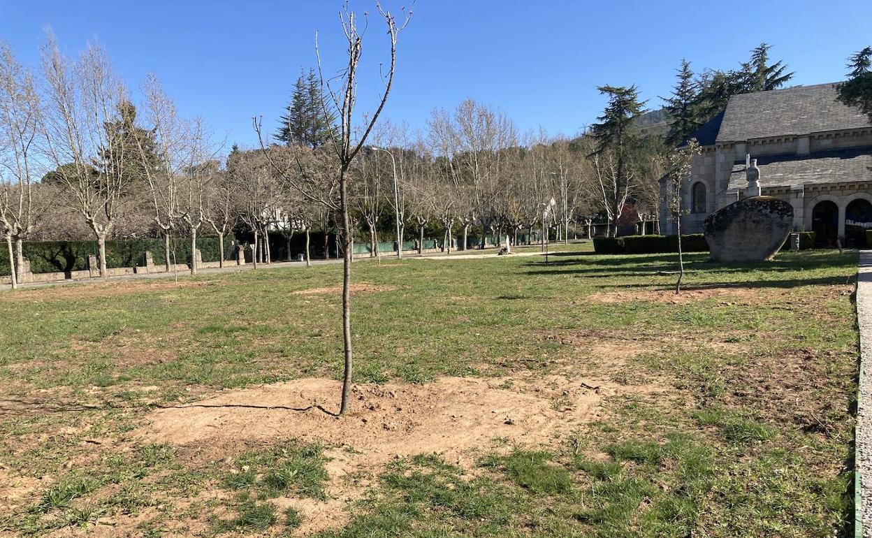 Tala de árboles en la zona de Compostilla.