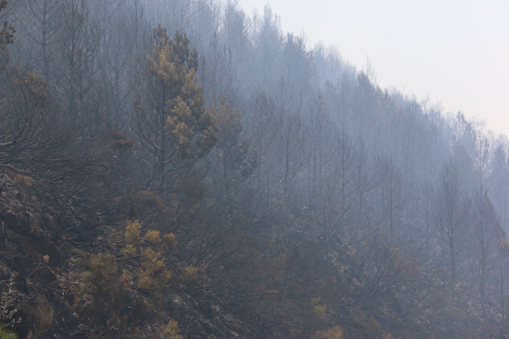 Fotos: Incendio forestal en Montes