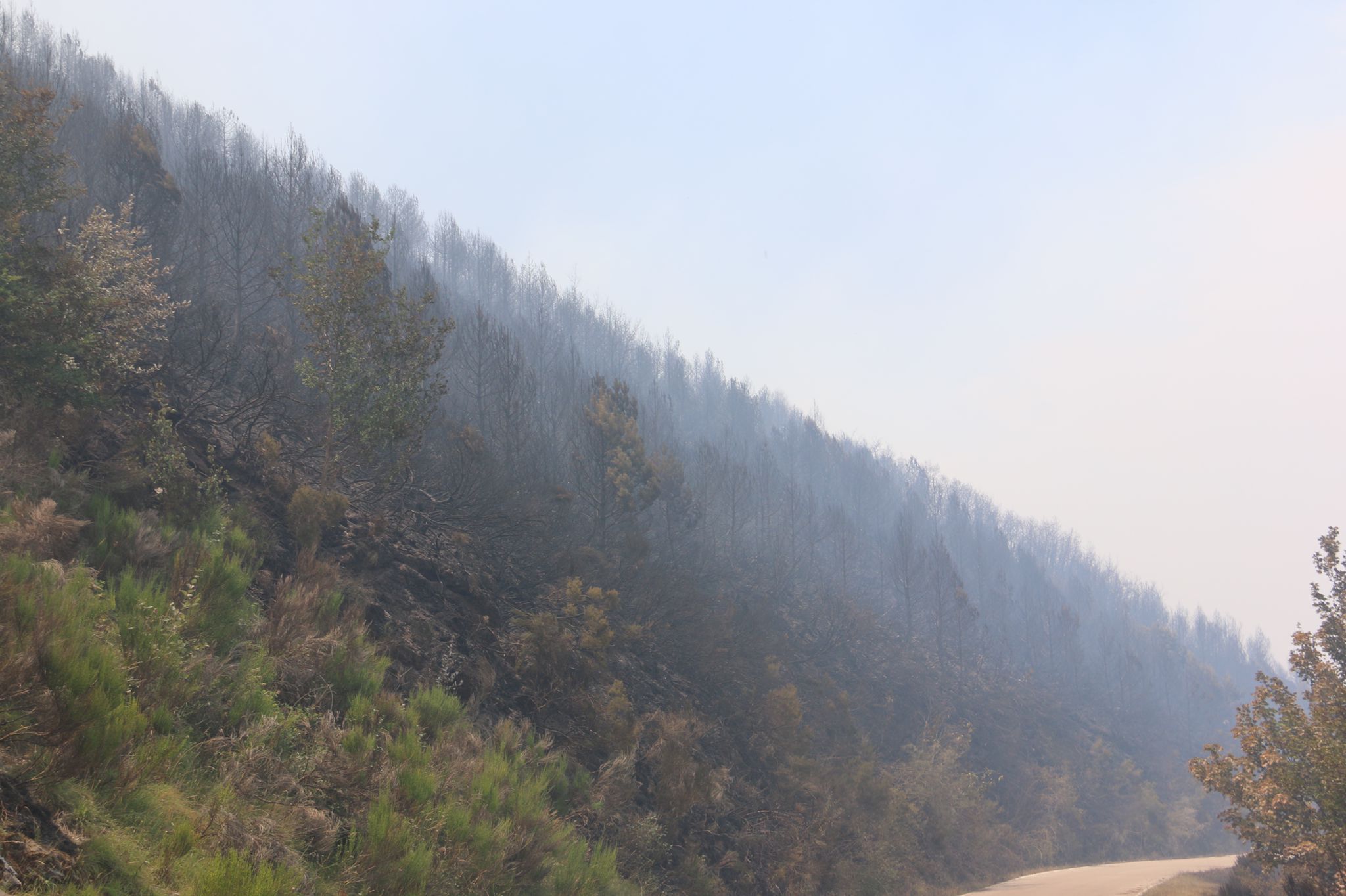 Fotos: Incendio forestal en Montes