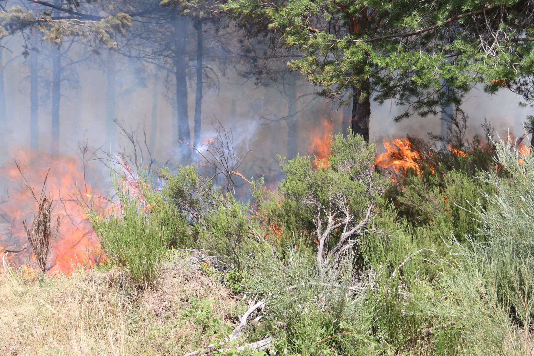 Fotos: Incendio forestal en Montes