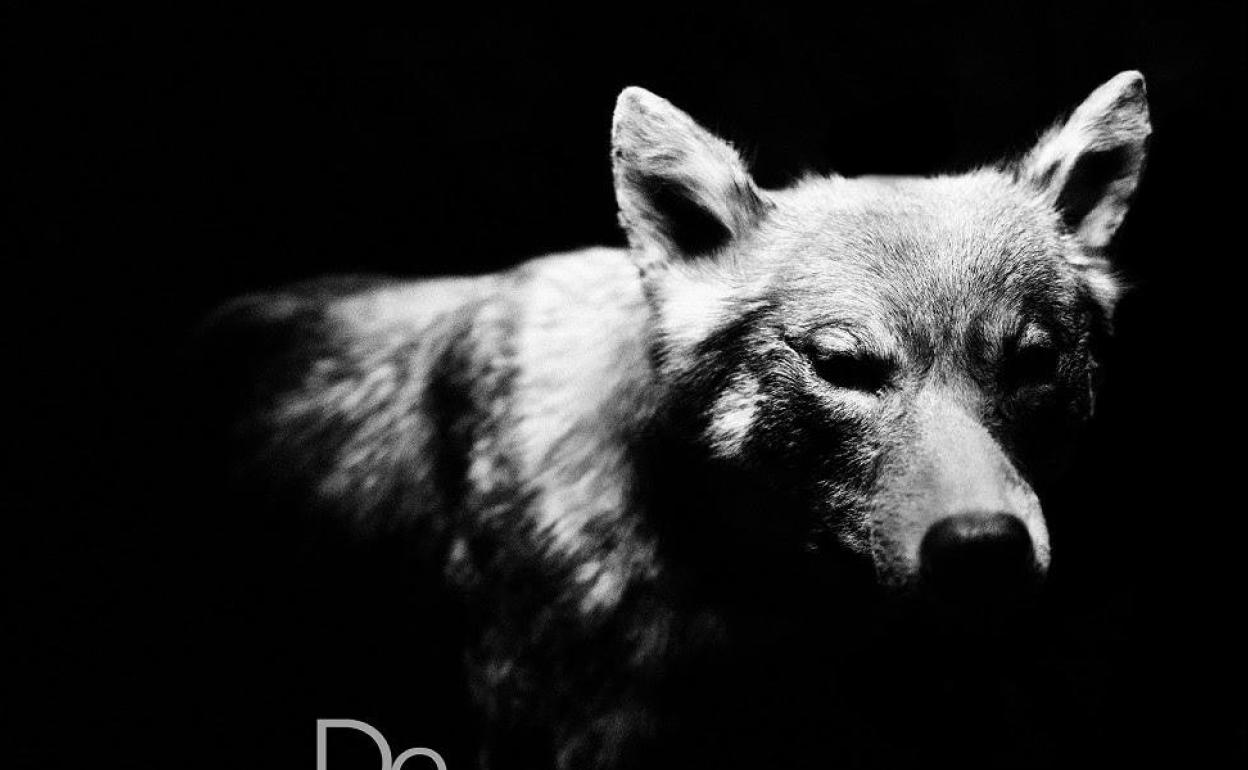 La Casa de la Cultura de Ponferrada acoge la muestra del fotógrafo Juanjo Martínez 'De lobos y humanos'