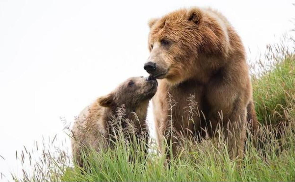 Imagen de archivo de un oso pardo y su cría.