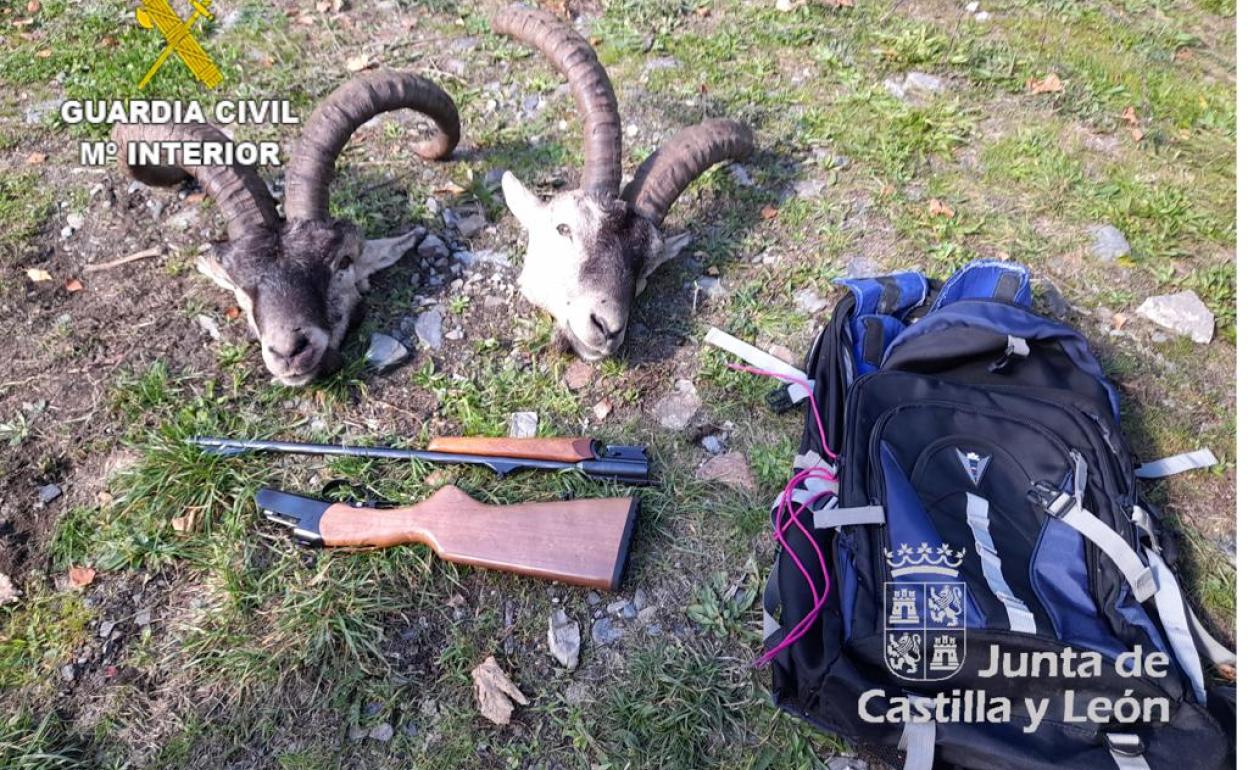Objetos decomisados por la Guardia Civil al cazador que intentó huir con dos cabezas de cabra montés.