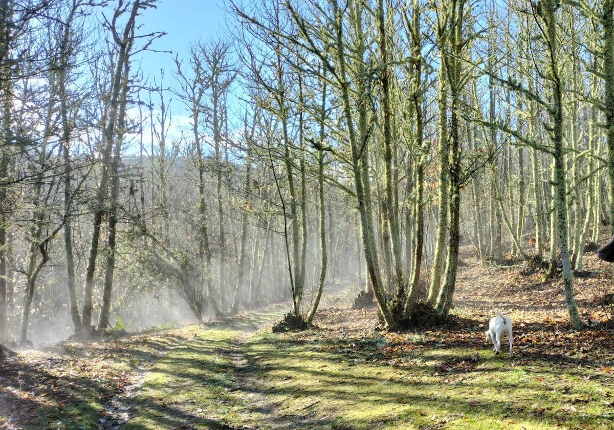 Promonumenta ayudará a limpiar la zona arqueológica de San Félix.