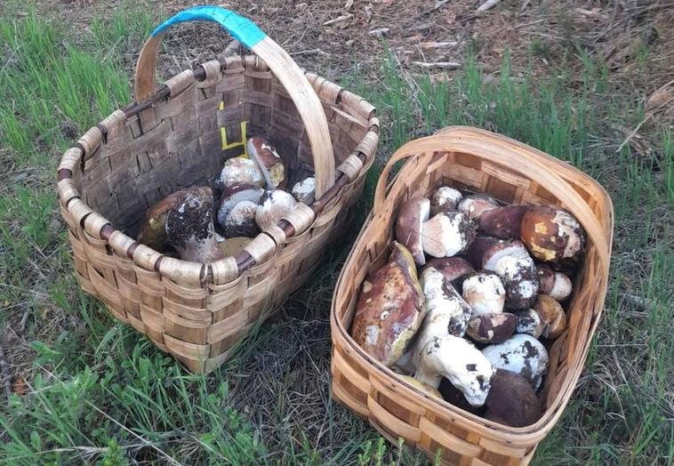 Denunciadas dos personas por recolectar setas sin licencia en el acotado de Villagatón-Brañuelas
