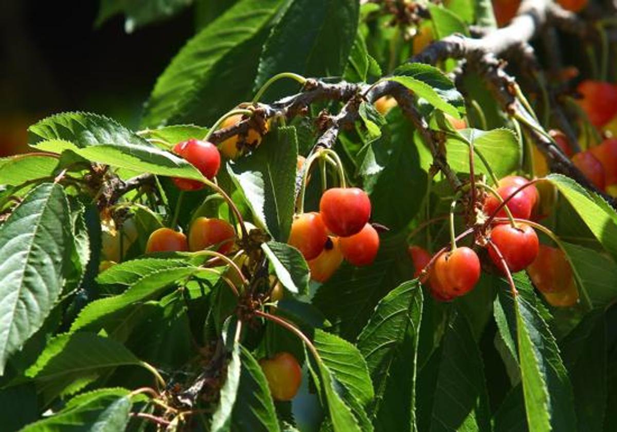 Cerezas del Bierzo.