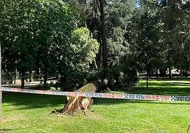 Imagen del pino caído en el parque del Plantío de Ponferrada.