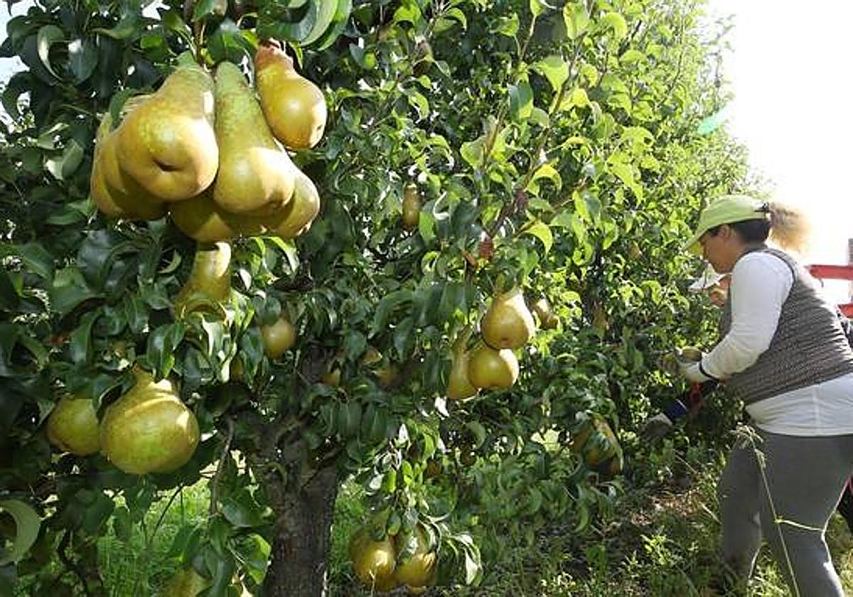 Campaña de recogida de pera del Bierzo.