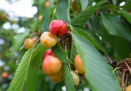 Las lluvias mermaron la cosecha de cereza del Bierzo.