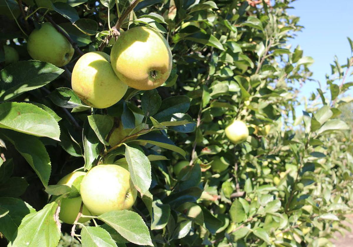 Los fruticultores bercianos han iniciado la recolección de la cosecha de manzana reineta.