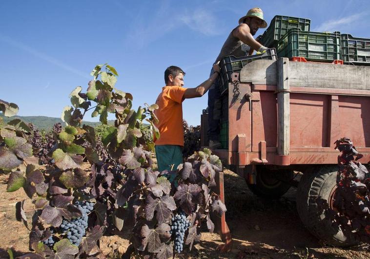 Las lluvias aguan la vendimia en El Bierzo con daños que mermarán la cosecha