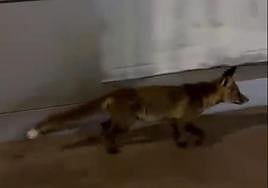 Vídeo del zorro paseando por el centro de Ponferrada.