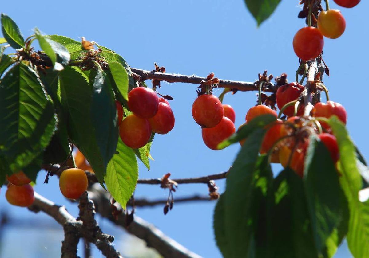 Imagen de archivo de cerezas en el Bierzo.