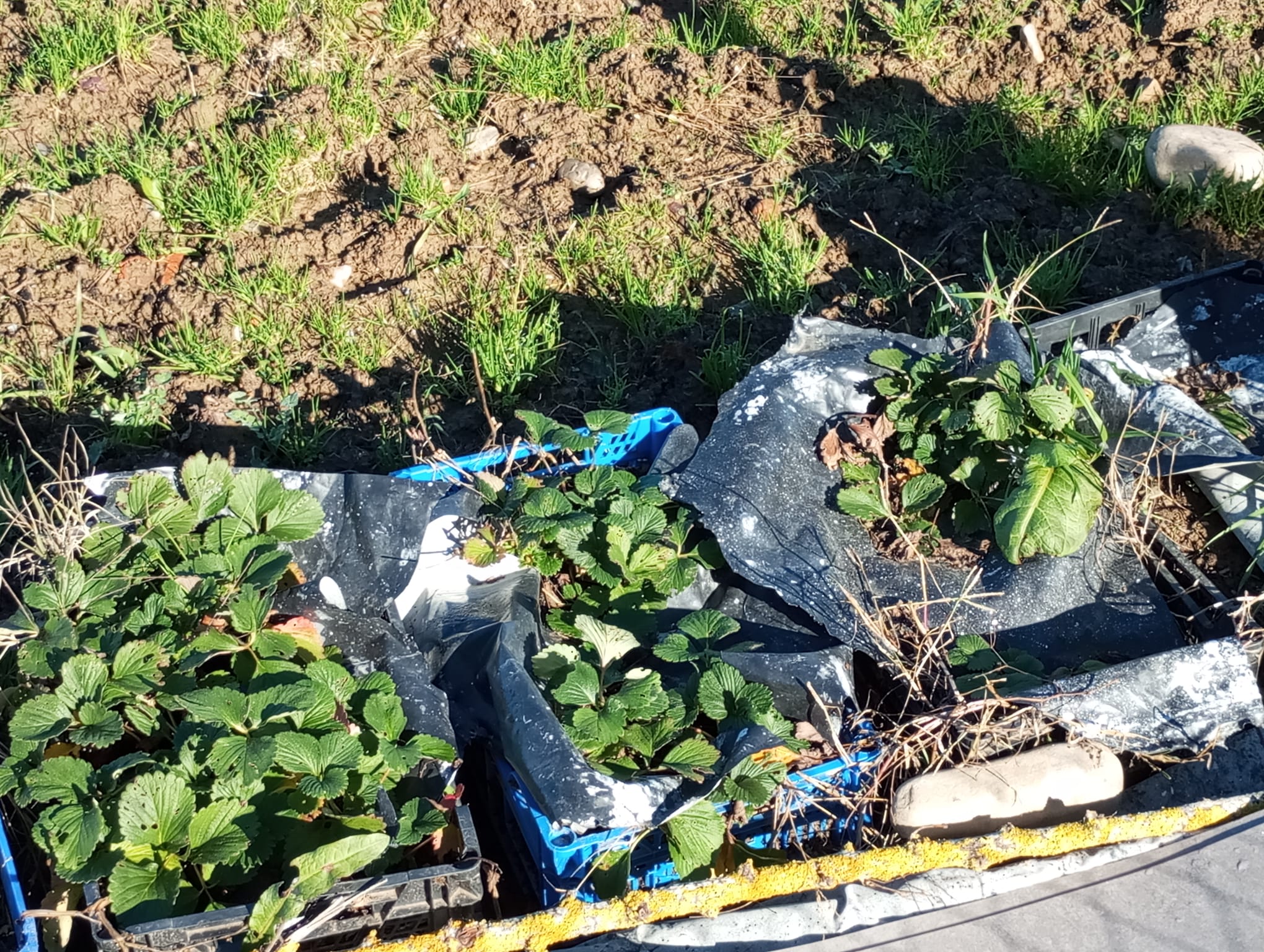 Un cachito de huerta en casa