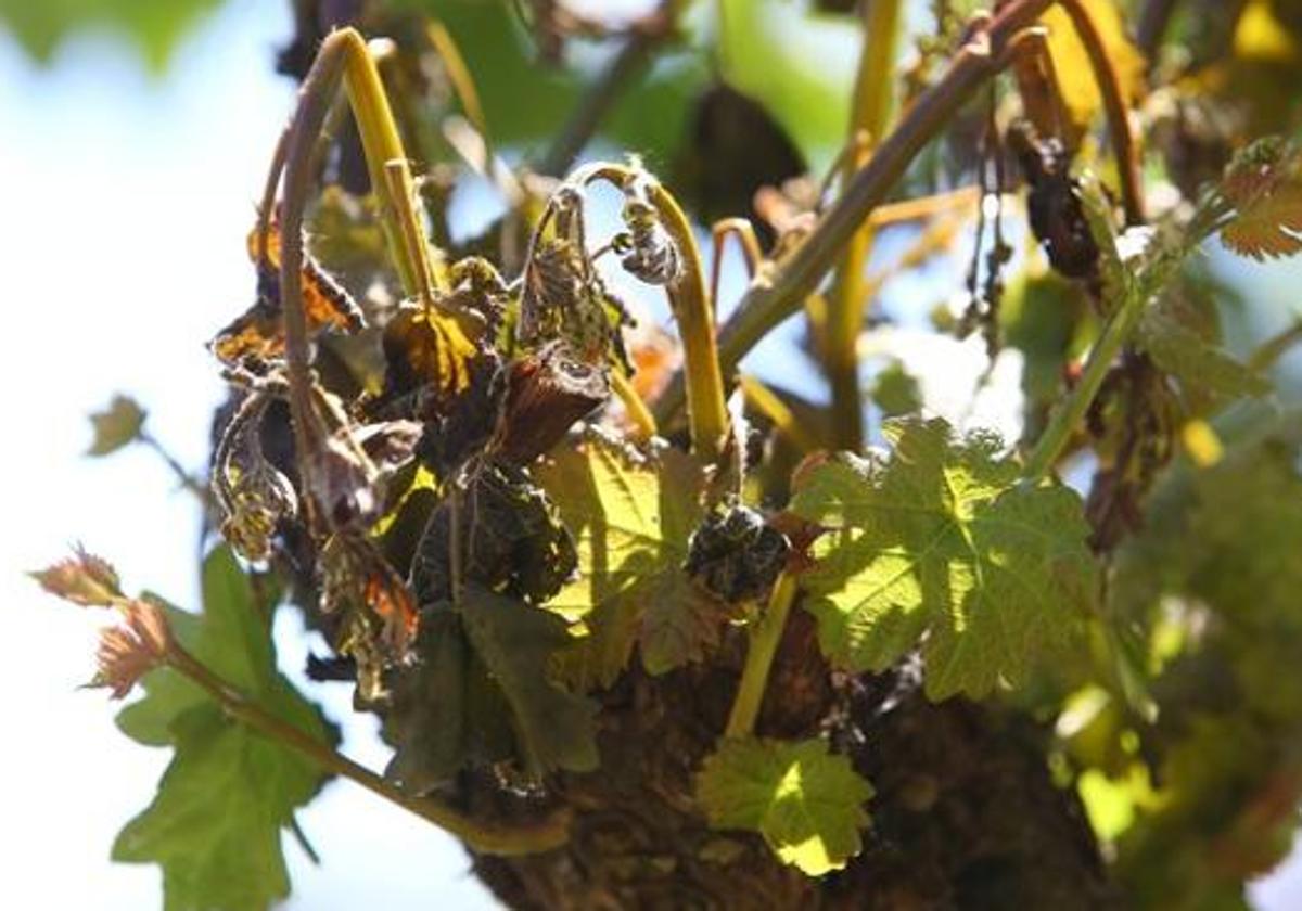 Daños producidos por las heladas en los frutales del Bierzo en una imagen de archivo.