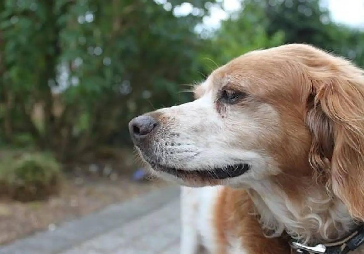 Denunciado en Ponferrada por tener a su mascota «en condiciones inaceptables»