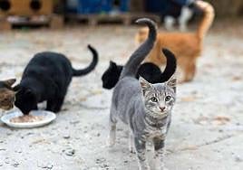 Gatos callejeros.