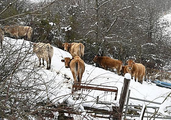 Nieve en la provincia.