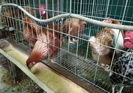 Gallinas a la venta en el establecimiento agrario de Los Rojones en Ponferrada.