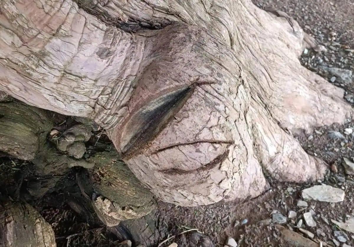 'A Morteira' denuncia el severo impacto del turismo incontrolado sobre el tejo de San Cristóbal