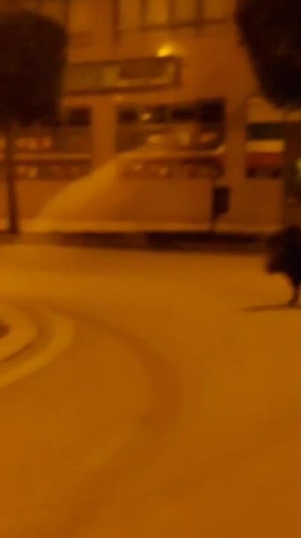 Una pareja de jabalíes vuelve a pasearse por Ponferrada