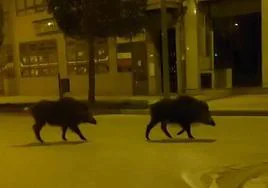 Imagen de la pareja de jabalíes paseando de madrugada por la avenida de Portugal de Ponferrada.