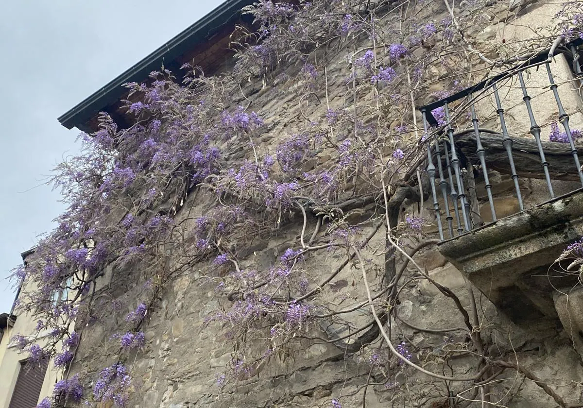 Glicinia centenaria de Ponferrada, situada en el Museo de la Radio, comienza a florecer tímidamente.