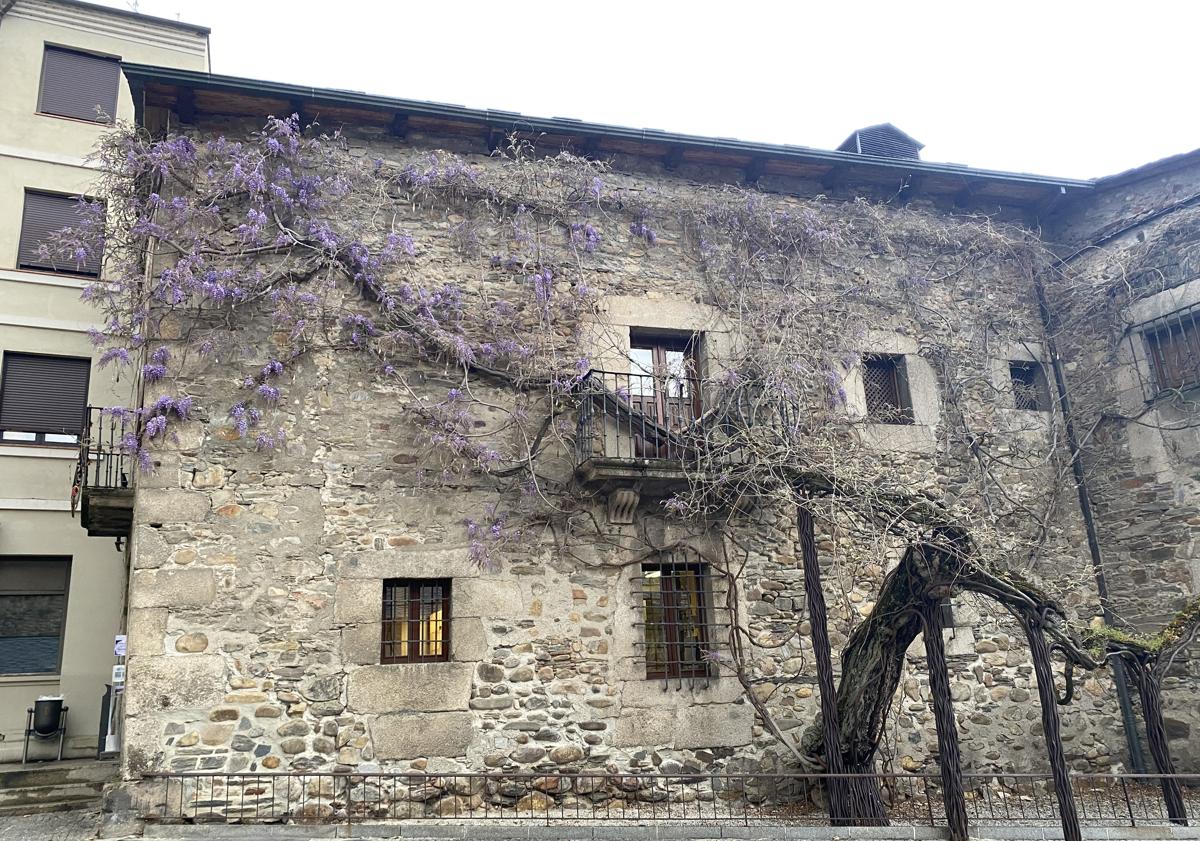 Imagen principal - Glicinia en Ponferrada.