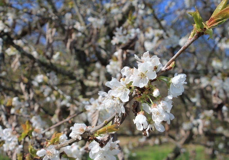 Los cerezos en flor de Corullón
