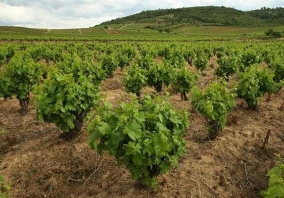 Viñedos en la comarca del Bierzo.