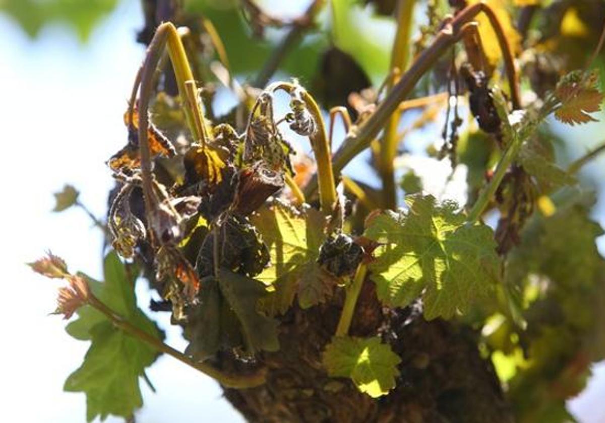 La Junta actualiza las ayudas para la instalación de torres antiheladas
