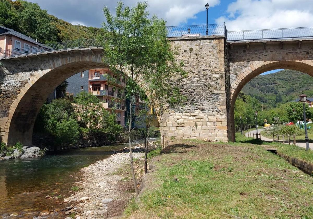 Imagen principal - Imágenes de las labores de limpieza del río Burbia.
