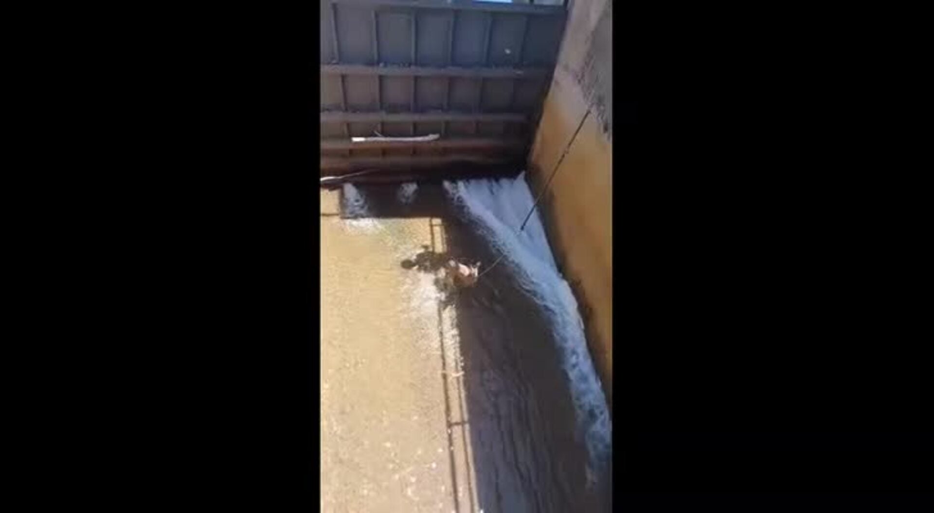 Rescate de un corzo en Bembibre