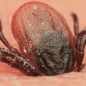 Guerra a las garrapatas: todas las pautas para hacerles frente