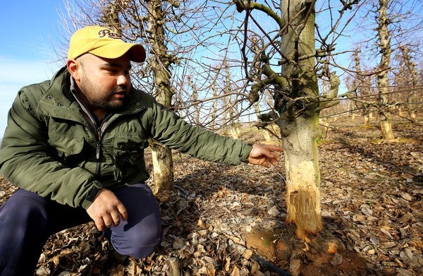 Un agricultor muestra los daños causados por la plaga de conejos en las plantaciones de frutales del Bierzo, en una imagen de archivo.