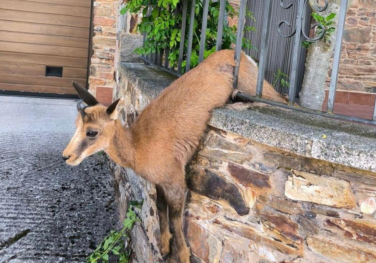 Cabra atrapada en Teixeira