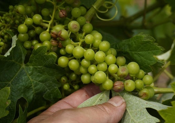 Daños en las viñas del Bierzo