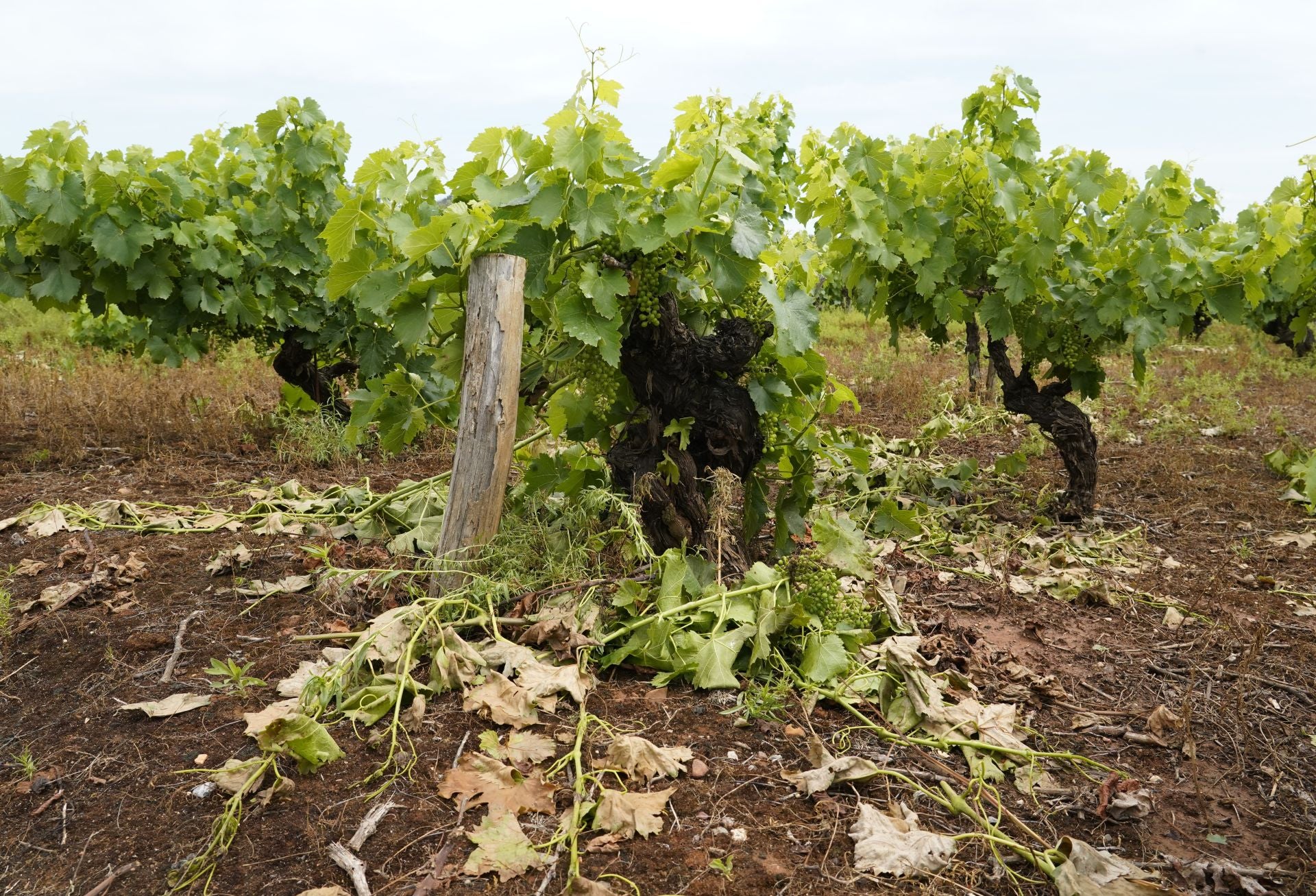 Daños provocados por el granizo en las viñas de la comarca del Bierzo.