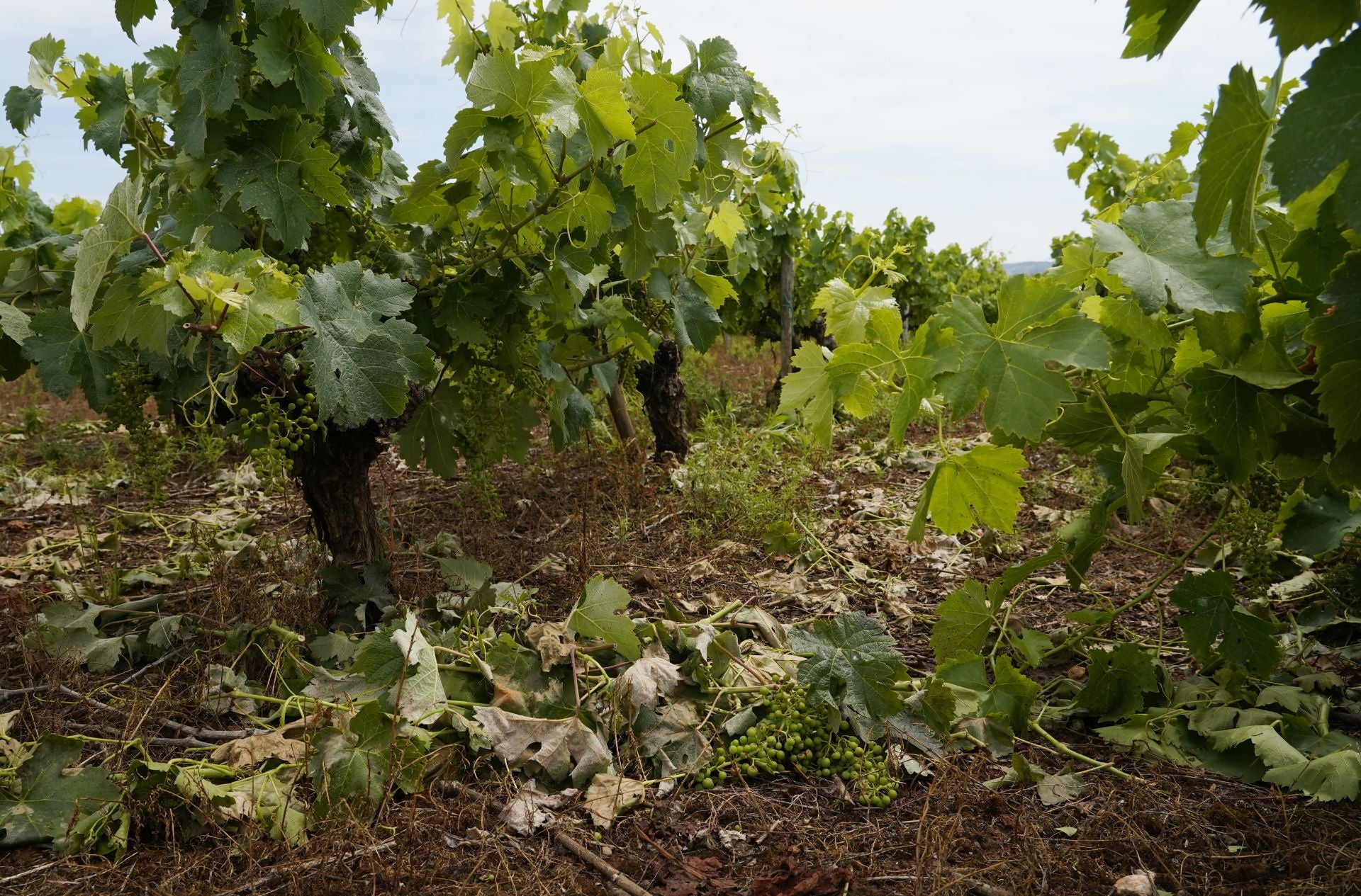 Daños provocados por el granizo en las viñas de la comarca del Bierzo.