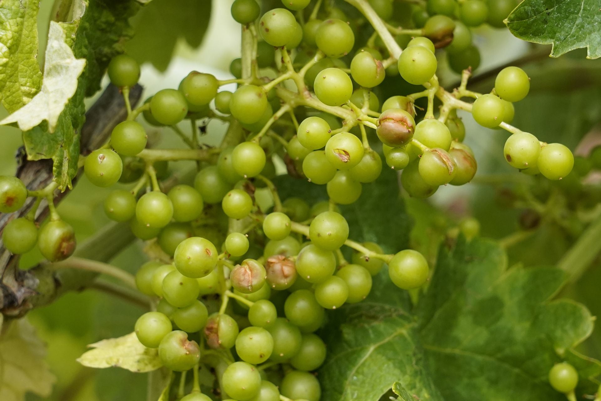 Daños provocados por el granizo en las viñas de la comarca del Bierzo.