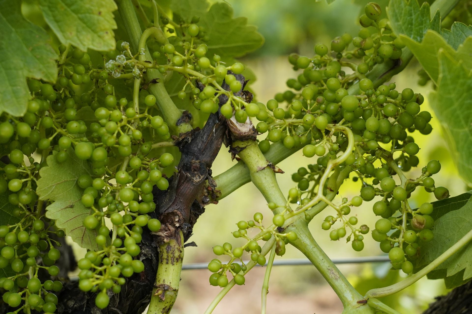 Daños provocados por el granizo en las viñas de la comarca del Bierzo.