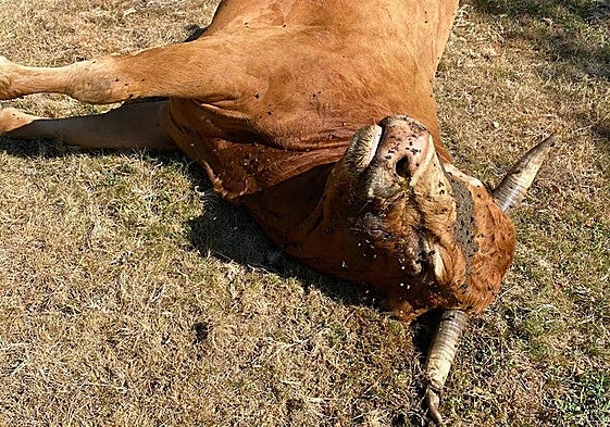 Imagen de un toro que murió a causa de la enfermedad hemorrágica epizoótica (EHE) en una explotación del Bierzo Oeste.