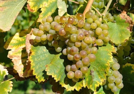 Racimos de uva godello.