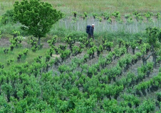 Viñedos en el Bierzo.