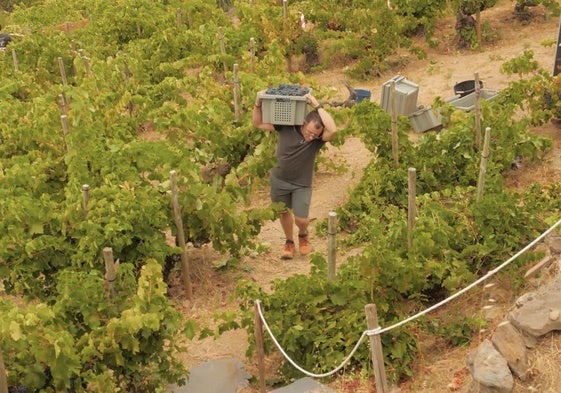 Imagen del documental 'El viticultor y la tierra' sobre el sector del Bierzo.