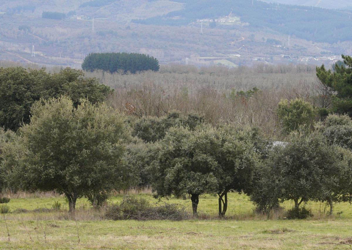 Imagen secundaria 1 - Un paseo por el bosque.