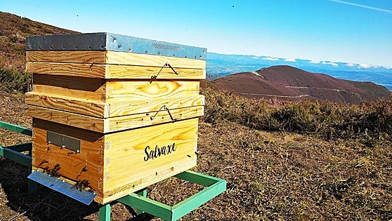 El programa 'Cultiva' de COAG comienza su actividad en Toreno con 'Miel Salvaxe'